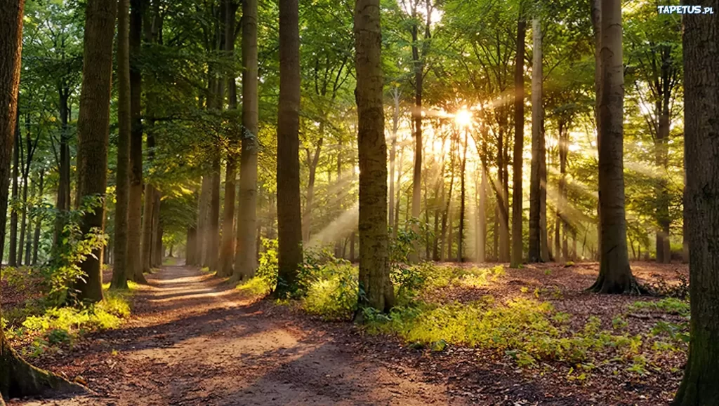 XVII Niedziela Zwykła – 26 lipca 2026r.